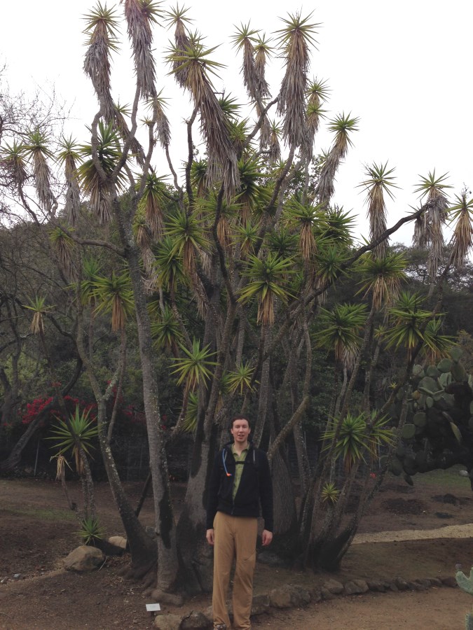 giant yucca